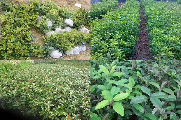 阳台能不能种桂花树苗子1683076220209