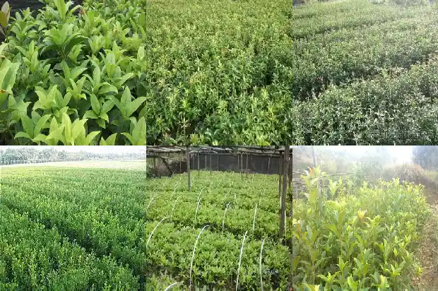 阳台能不能种桂花树苗子1683076220305