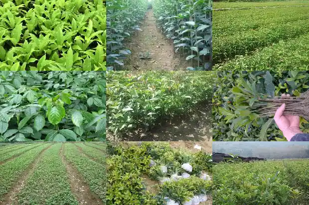 桂花树树冠一般多大一颗呢1683076242095