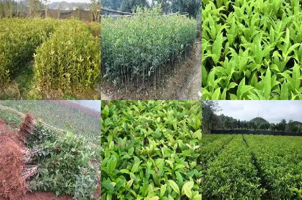 桂花树树冠一般多大一颗呢1683076242143