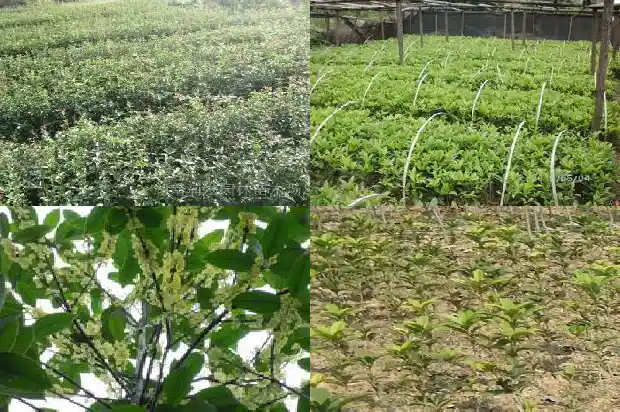 桂花树树冠一般多大一颗呢1683076242239