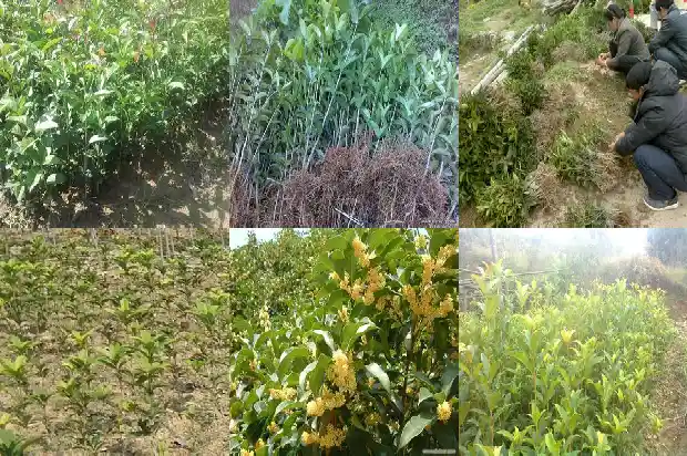 桂花树长多大才开花结果实1683076249824