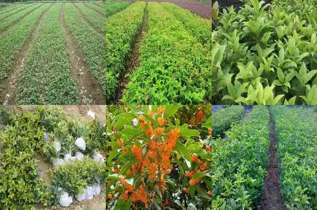桂花树成树冠多大开花正常1683076277406