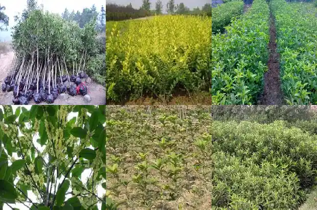 桂花的高度冠幅胸径是多少1688609710143