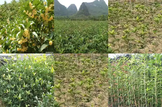 咸宁桂花树基地简介1690504785430