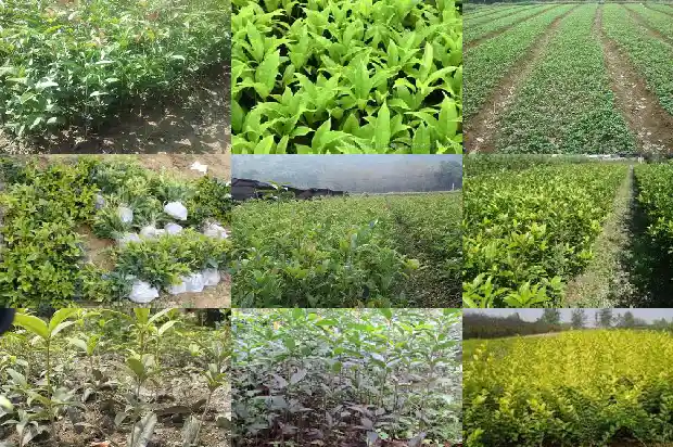 桂花树成树冠多大可以移栽成活1683076285164