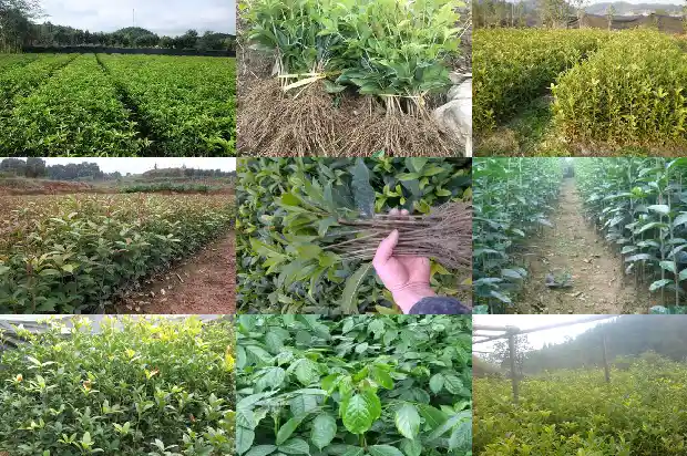 四季桂花多大才开花结果呢1683076294753