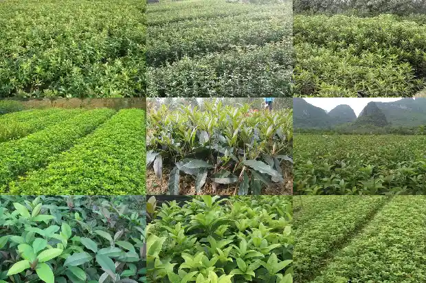 四季桂花可以长多大1683076302298