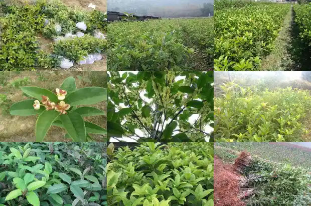四季桂花花期多长时间开花1683076311763