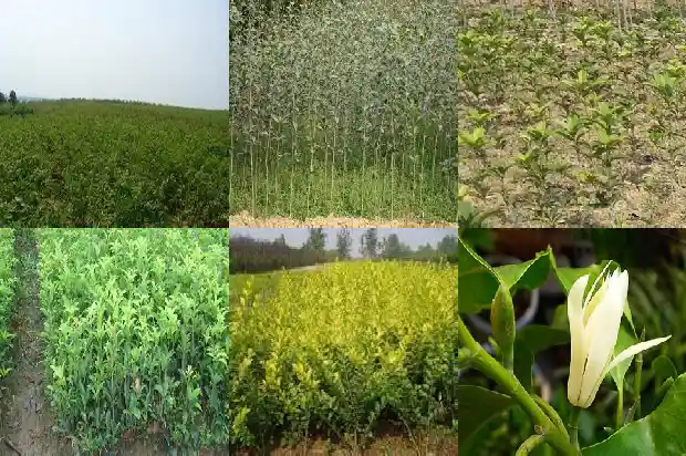 枸杞能不能和桂花一起泡水喝1689467232504