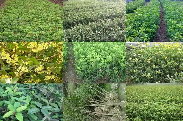 四季桂花花期多长时间开花1683076311859