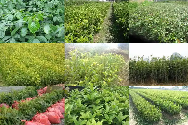 四季桂花开几次花就不开了1683076321950