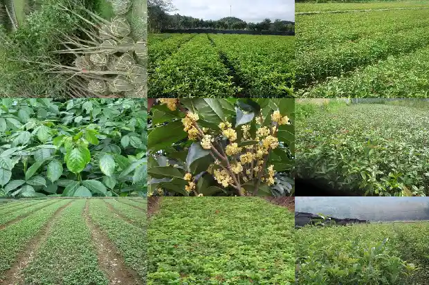 桂花树几厘米开花结果1683076331479