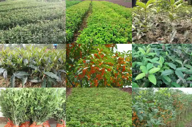 桂花树几厘米开花结果1683076331527