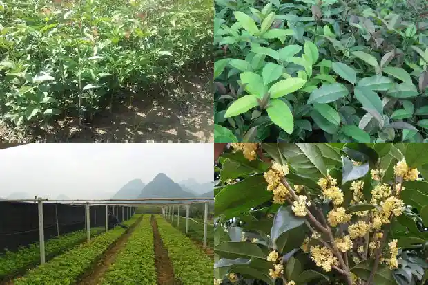 四季桂花几年苗开花结果多1683076339476