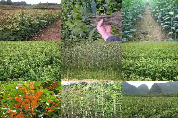 四季桂花树几年开花结果1683076347231