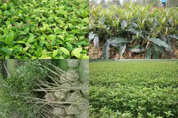 四季桂花树几年开花啊1683076355041