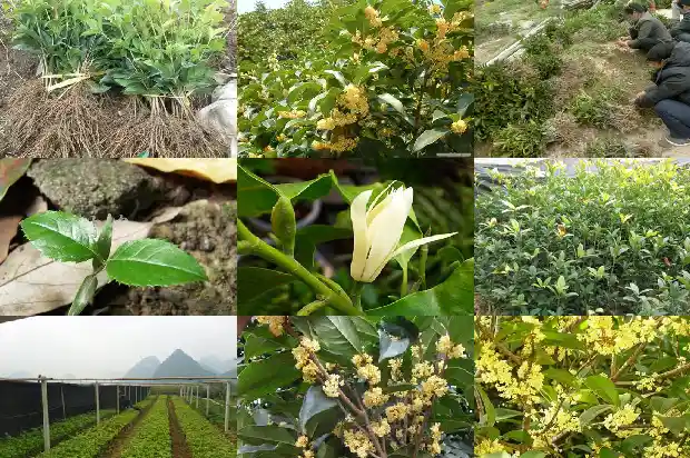 桂花花几月份开花1683076366679