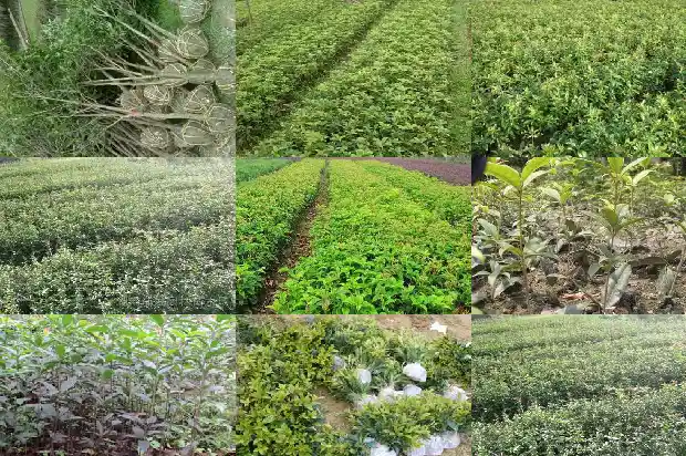 桂花花几月份开花1683076366727