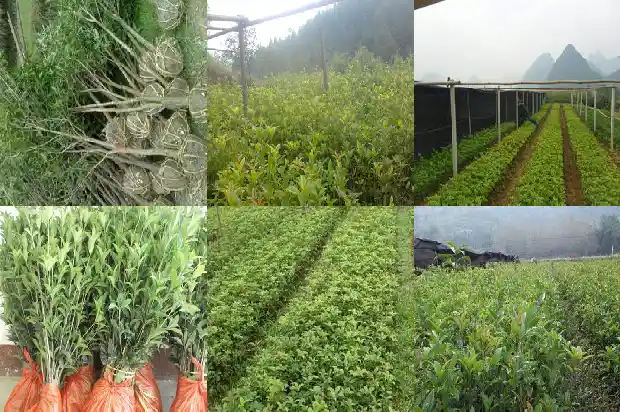 桂花花几月份开花1683076366775
