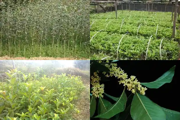 桂花花几月份开花1683076366823