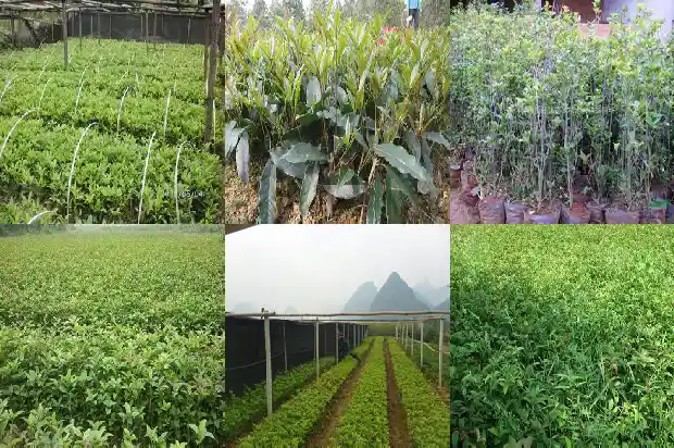五彩桂花树几年开花结果1683076378549