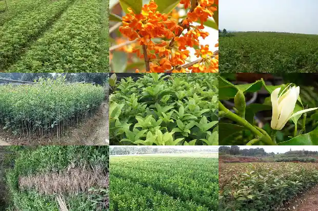 五彩桂花树几年开花结果1683076378597
