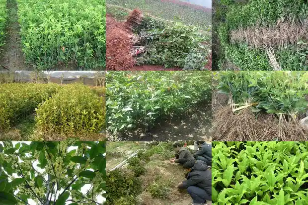 五彩桂花树几年开花结果1683076378645