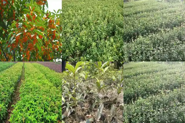 五彩桂花树几年开花结果1683076378692