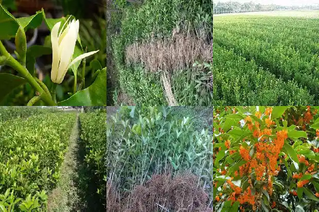 桂花树树干形状颜色1683076390723