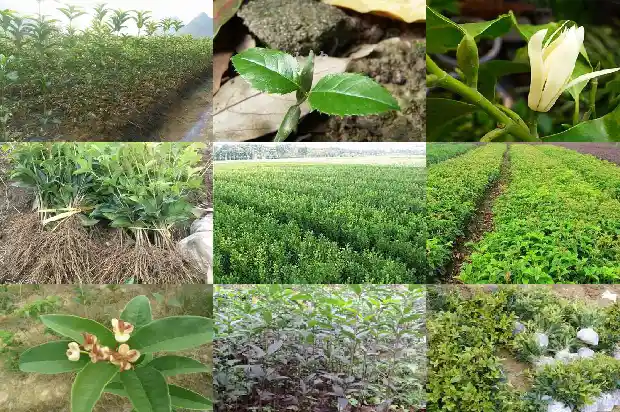 桂花树树干形状颜色1683076390819