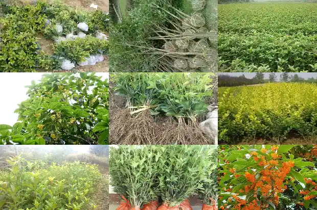 桂花树树干形状颜色1683076390867