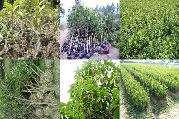 二十公分桂花树多高可以砍断1683076402420