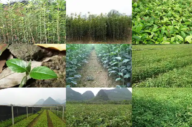 二十公分桂花树多高可以砍断1683076402468