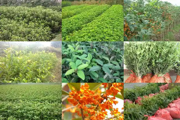 二十公分桂花树多高可以砍断1683076402516
