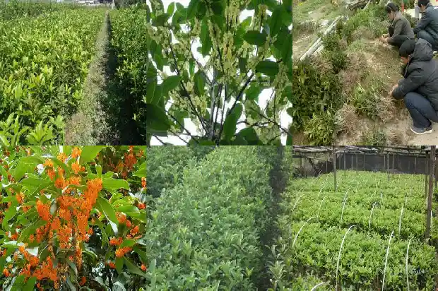 12公分桂花树土球多大了1683076412329
