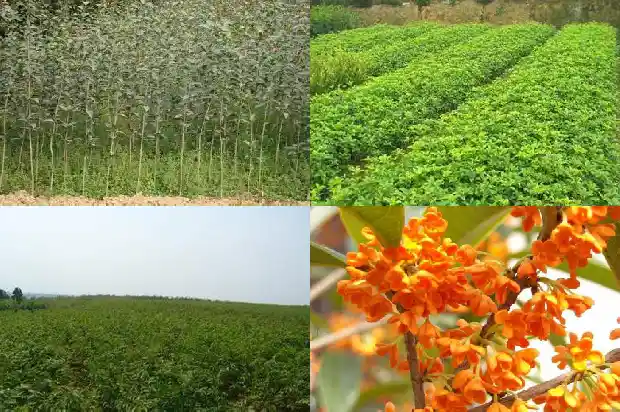 桂花树分几个品种1683076424190