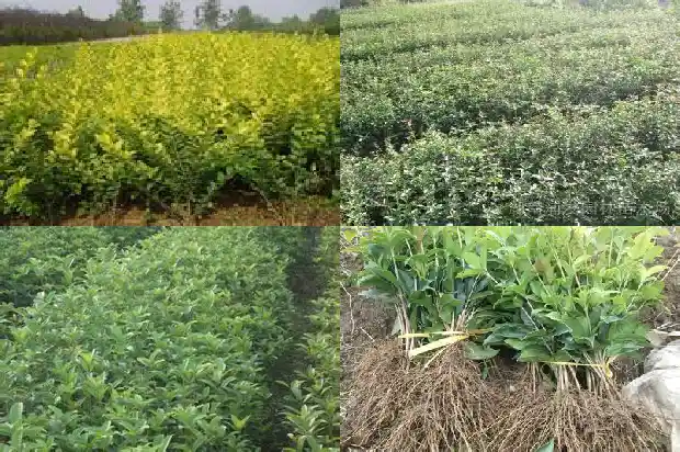 家里适不适合养桂花1683076434101