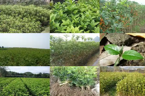 我要买桂花1683076444121