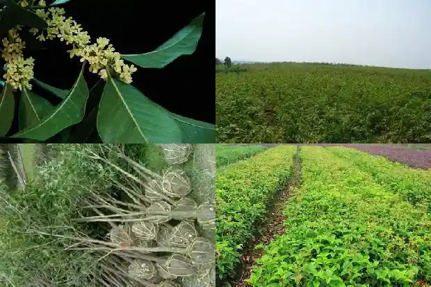 桂花树一年四季长什么样1689899188492