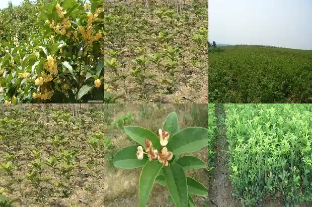 家里种桂花树能不能开花结果1683076453754