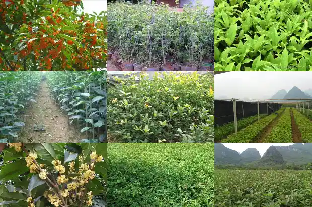 家里种桂花树能不能开花结果1683076453802