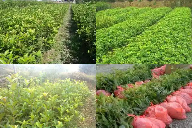 私人桂花树求购1683076466269
