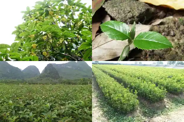 私人桂花树求购1683076466317