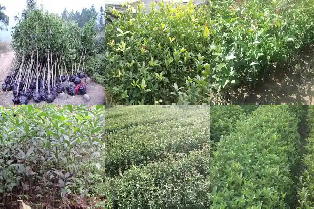 私人桂花树求购1683076466365