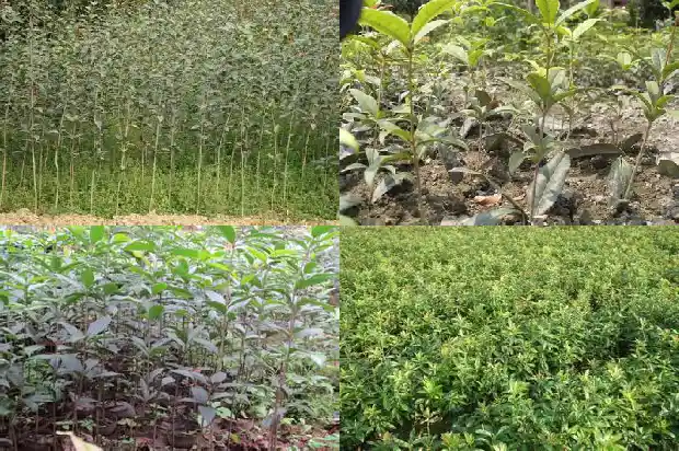 10米 桂花树的价格是多少钱1689985896635