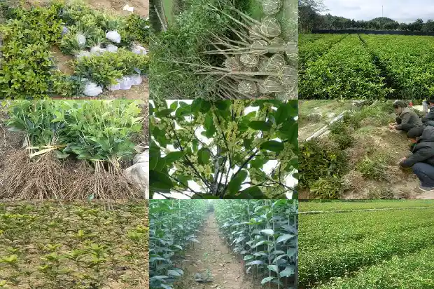 桂花树长几年才能结果1683076506006