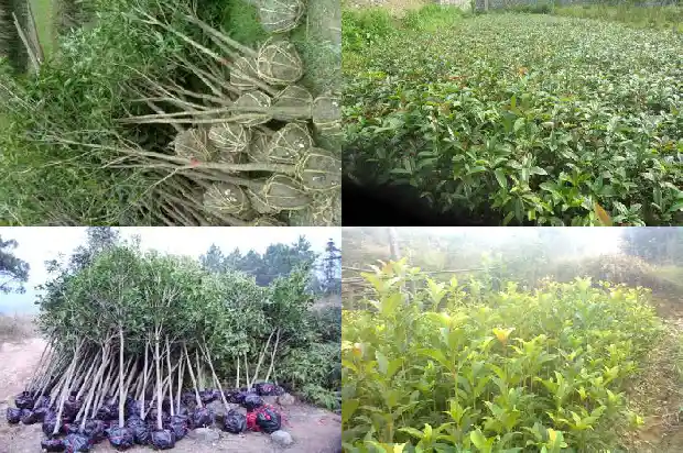 桂花树长几年才能结果1683076506054