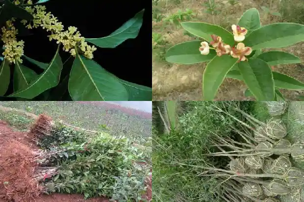 桂花树苗报价表大全1689985604709