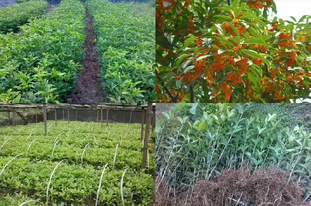 安徽桂花树基地1690503774805